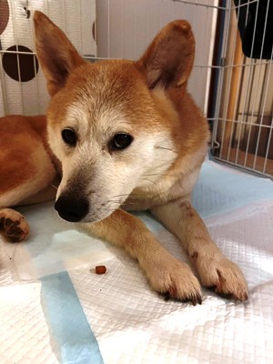 Dog Shelter | 〔2604F02〕柴犬メス 推定5歳 体重10kg なる 関西ｴﾘｱで