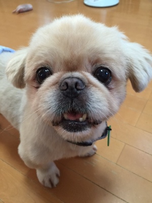 Dog Shelter | 〔1705K04〕ペキニーズ オス 3-5歳 体重7.16kg【ぱく