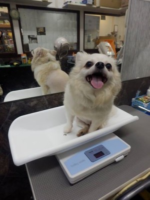 Dog Shelter | 〔1407T01〕チワワ オス 推定6才 体重4.0kg 【ベイブ
