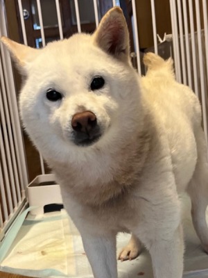 Dog Shelter | 〔2606F05〕 柴犬 メス 推定5歳 体重8kg ますこ 交渉