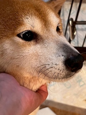 Dog Shelter | 〔2606K07〕柴犬 メス 推定6歳 体重7.5kg みお