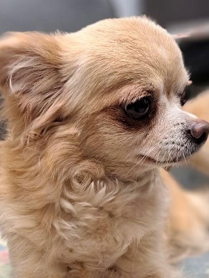 Dog Shelter | 〔26020P03〕チワワ メス 推定4歳 体重2.35kg みんみん