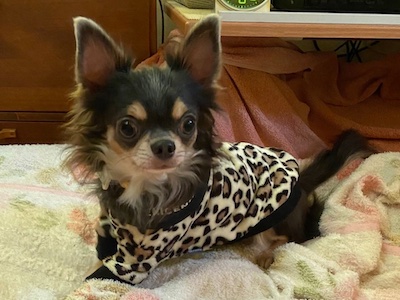 Dog Shelter | 〔2409P01〕チワワ オス 推定3歳 体重3.4kg スクラブ