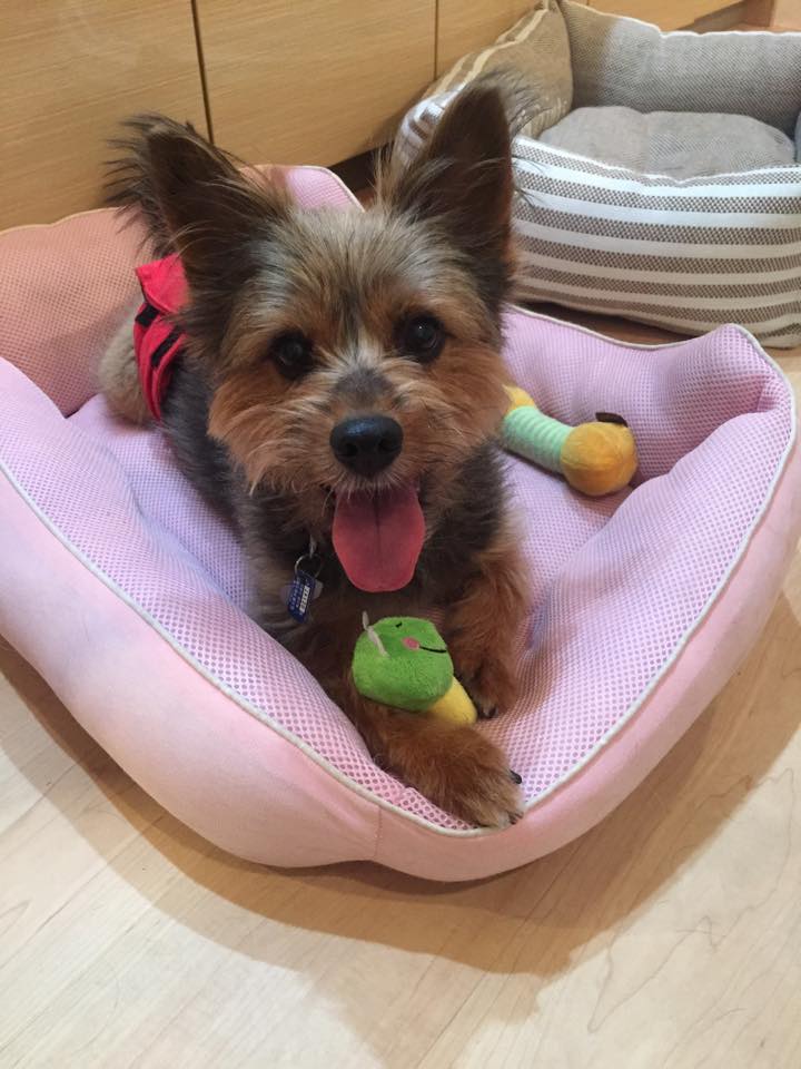 Dog Shelter | 〔1503T05〕ヨークシャテリアミックス オス 6才 体重8kg