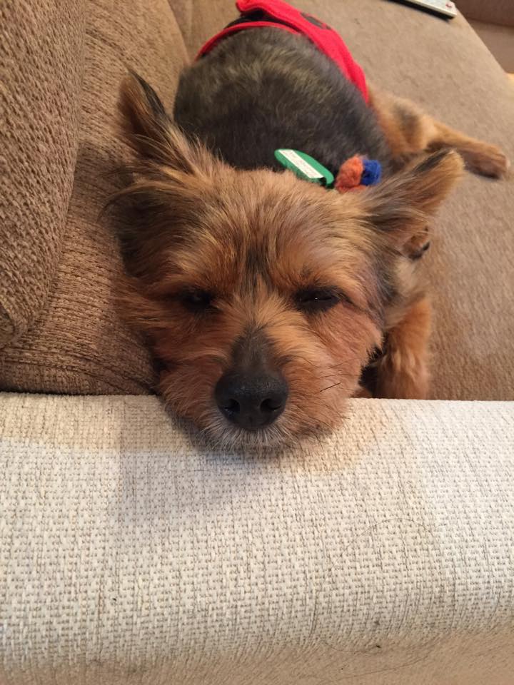 Dog Shelter | 〔1503T05〕ヨークシャテリアミックス オス 6才