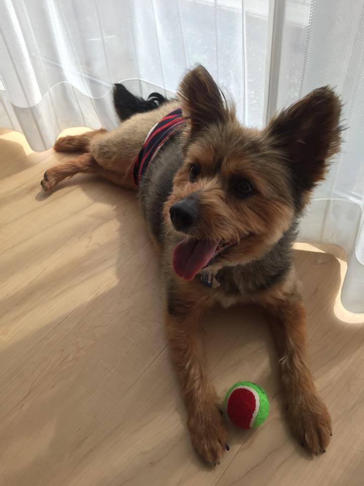 ♡ヨークシャテリア、オーダーページ② ♡ヨークシャテリア、オーダーページ② ♡ヨークシャテリア、オーダー