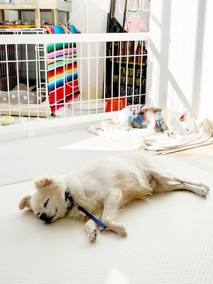 Dog Shelter | 〔2310H06〕チワワ オス 推定12歳 体重5.4kg