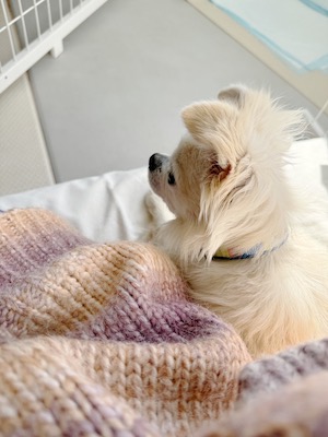 Dog Shelter | 〔2310H06〕チワワ オス 推定12歳 体重5.4kg