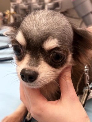 Dog Shelter | 〔2603P02〕 チワワ メス 推定4歳 体重2.15kg チッチ