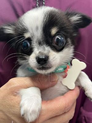 Dog Shelter | 〔2207P05〕チワワ オス 生後3ヶ月 体重1kg Chico(チコ）