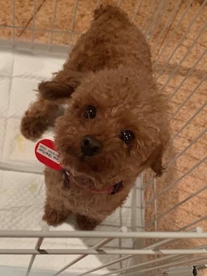 Dog Shelter | 〔2009Z11〕トイ・プードル オス 推定3～4歳 体重3kg