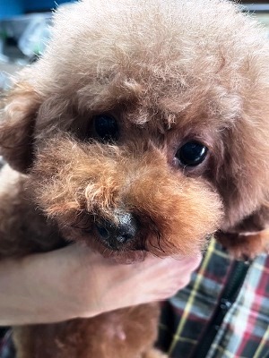Dog Shelter | 〔2603P03〕 トイ・プードル メス 推定6歳 体重3.2kg ニナ