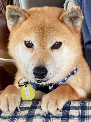 Dog Shelter | 〔2105Z01〕柴犬 メス 推定7-8歳 体重6.68kg【バンビ