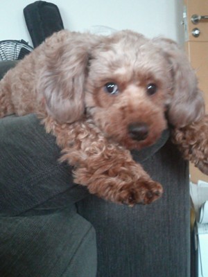 Dog Shelter | 〔1205T02〕 トイ・プードル 推定2才 体重4.7キロ