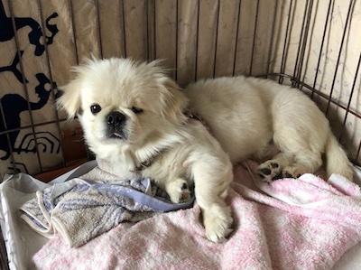 Dog Shelter | 〔2204H04〕ペキニーズ オス推定3-5歳 体重4.2kg