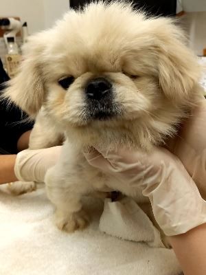 Dog Shelter | 〔2204H04〕ペキニーズ オス 体重4.2kg ヘーゼルナッツ