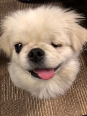 Dog Shelter | 〔2204H04〕ペキニーズ オス推定3-5歳 体重4.2kg
