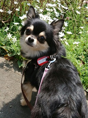 Dog Shelter | 〔1802Z09〕ロングコートチワワ メス 推定4歳 体重3.6kg