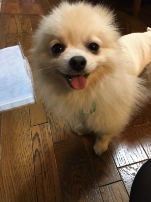 Dog Shelter | 〔1803P09〕ポメラニアン オス 推定3歳 体重2.2キロ