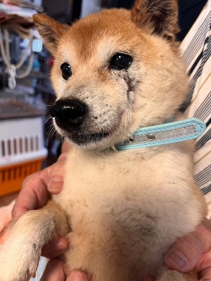 Dog Shelter | 〔2604K09〕 柴犬 オス 推定3～5歳 体重6.2kg 尾田っ