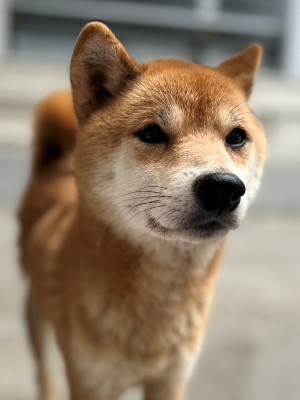 Dog Shelter | 〔2510L03〕柴犬オス 推定3歳 体重7kg 柴三郎関西ｴﾘｱで