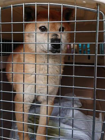 Dog Shelter | 〔2105Z01〕柴犬 メス 推定7-8歳 体重6.68kg【バンビ