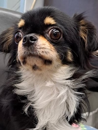 Dog Shelter | 〔2402P02〕チワワ オス 推定1歳10ヶ月 体重2.35kg 桃太郎