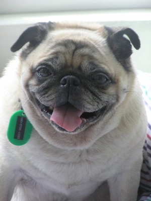 Dog Shelter | 〔1206S02〕パグ オス 推定8才 体重9キロ 【梅日記