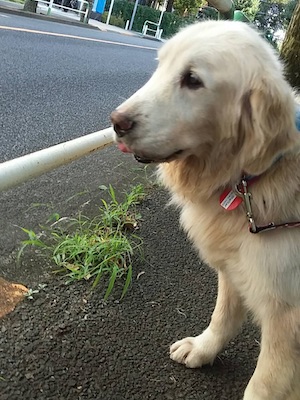 Dog Shelter | 〔2009G02〕ゴールデン・レトリバー メス 推定9～10歳