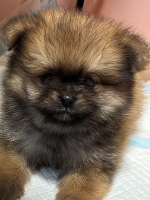 Dog Shelter | 〔2511P01〕ポメラニアン オス 推定3ヶ月 体重820g 蒼