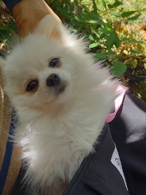 Dog Shelter | 〔2403P01〕ポメラニアン メス 推定1歳 体重2.2kg 鈴音