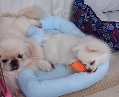 Dog Shelter | 〔2403P01〕ポメラニアン メス 推定1歳 体重2.2kg 鈴音